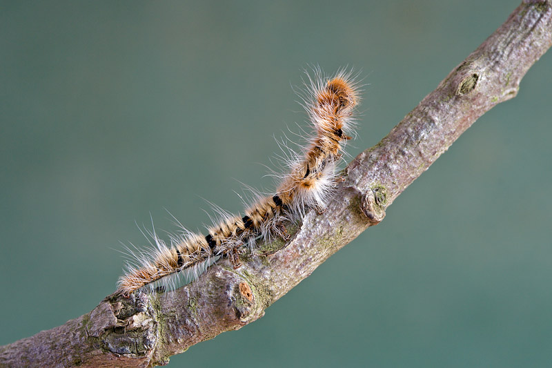 Bruco di Lasiocampide? - S, Lasiocampa quercus